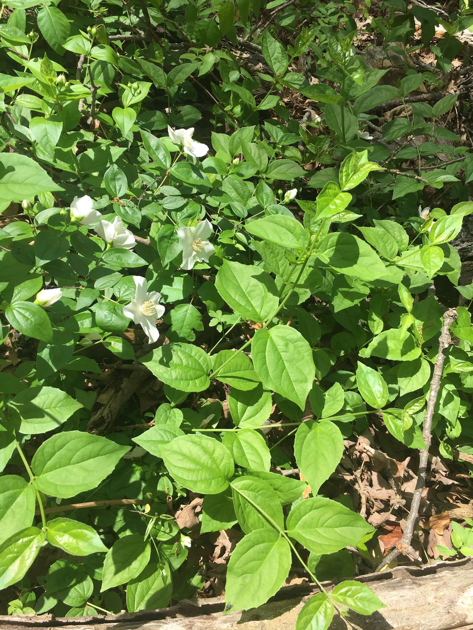 Image of scentless mock orange