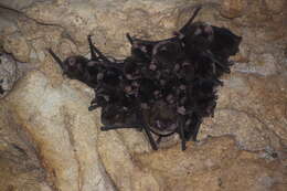 Image of Myotis pilosatibialis La Val 1973