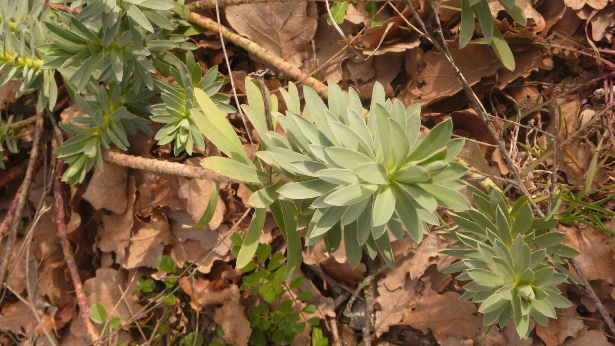 Image of Euphorbia nicaeensis subsp. nicaeensis