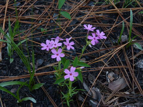 Imagem de Phlox nivalis Lodd.