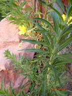 Image of longstem evening primrose