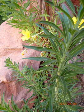 Image de Oenothera longissima Rydberg