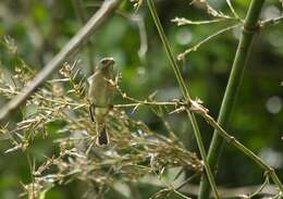 Sporophila falcirostris (Temminck 1820) resmi