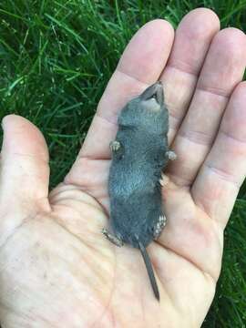 Image of American short-tailed shrew