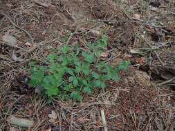 Image of Round-leaved Bedstraw