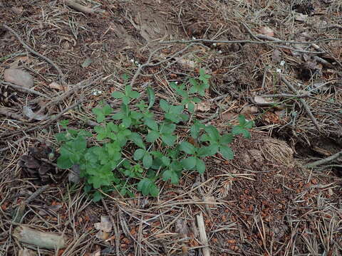 Image of Galium rotundifolium L.