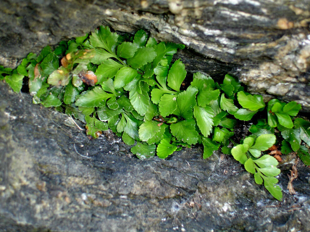 Image of Asplenium pauperequitum Brownsey & P. J. Jacks.