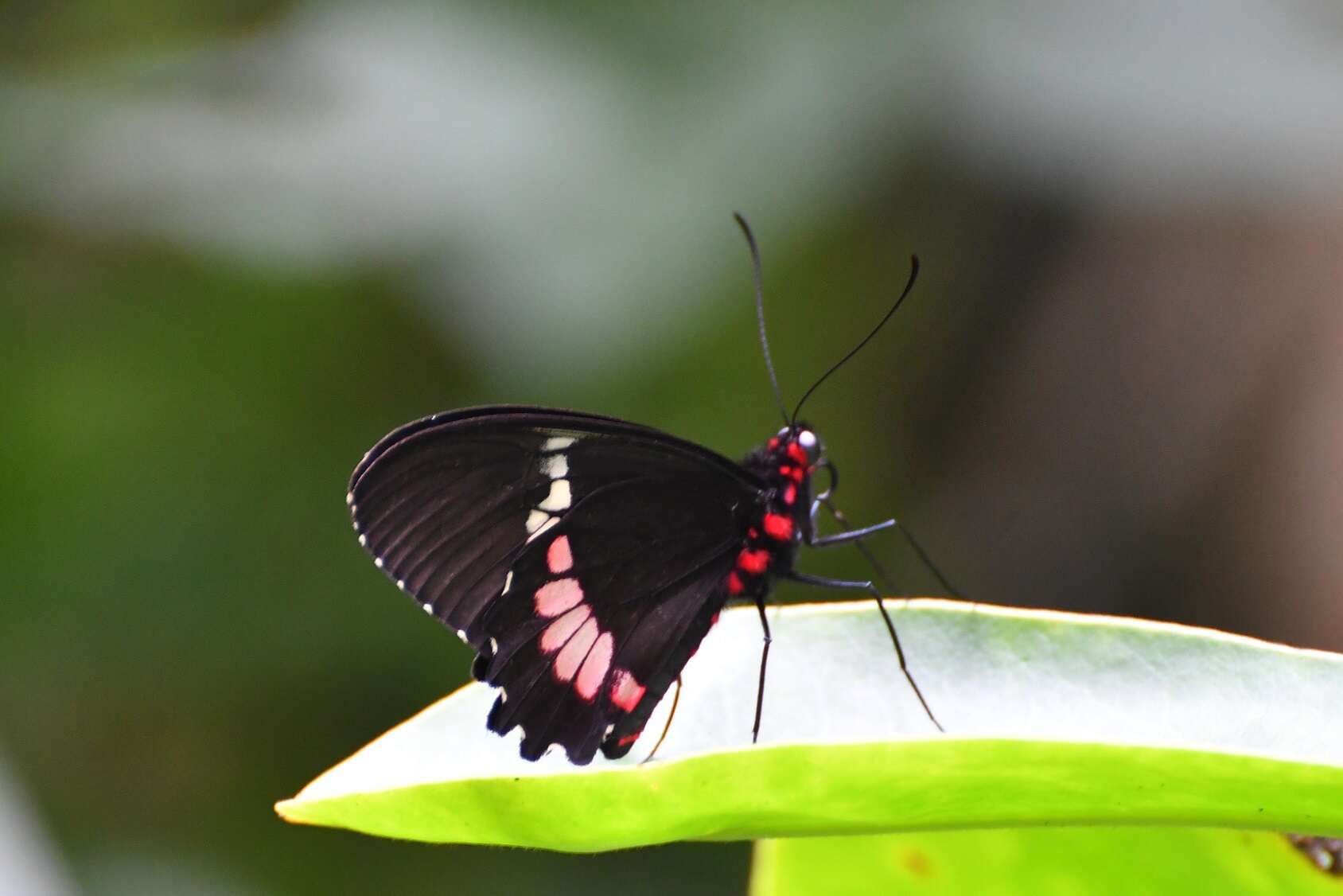 صورة Parides panares (Gray (1853))