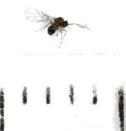 Image of Alloxysta thorpei