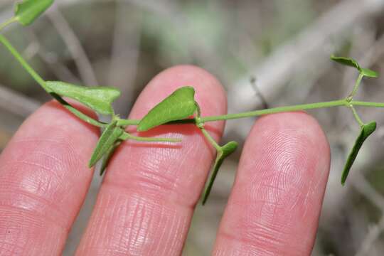 Image of arrowleaf milkvine