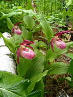 Image of Cypripedium ventricosum Sw.