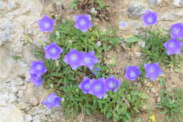 Image of tussock bellflower