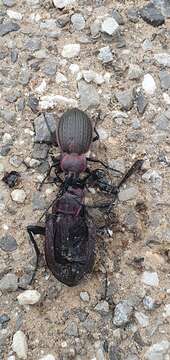 Image of Carabus (Eurycarabus) faminii Dejean 1826