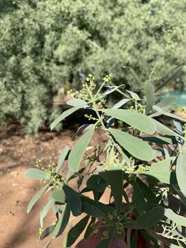 Image of Narrow-leaved mustard tree