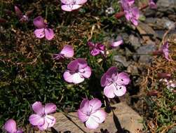 Слика од Dianthus pungens subsp. brachyanthus (Boiss.) Bernal, Fernández Casas, G. López, M. Laínz & Muñoz Garmendia