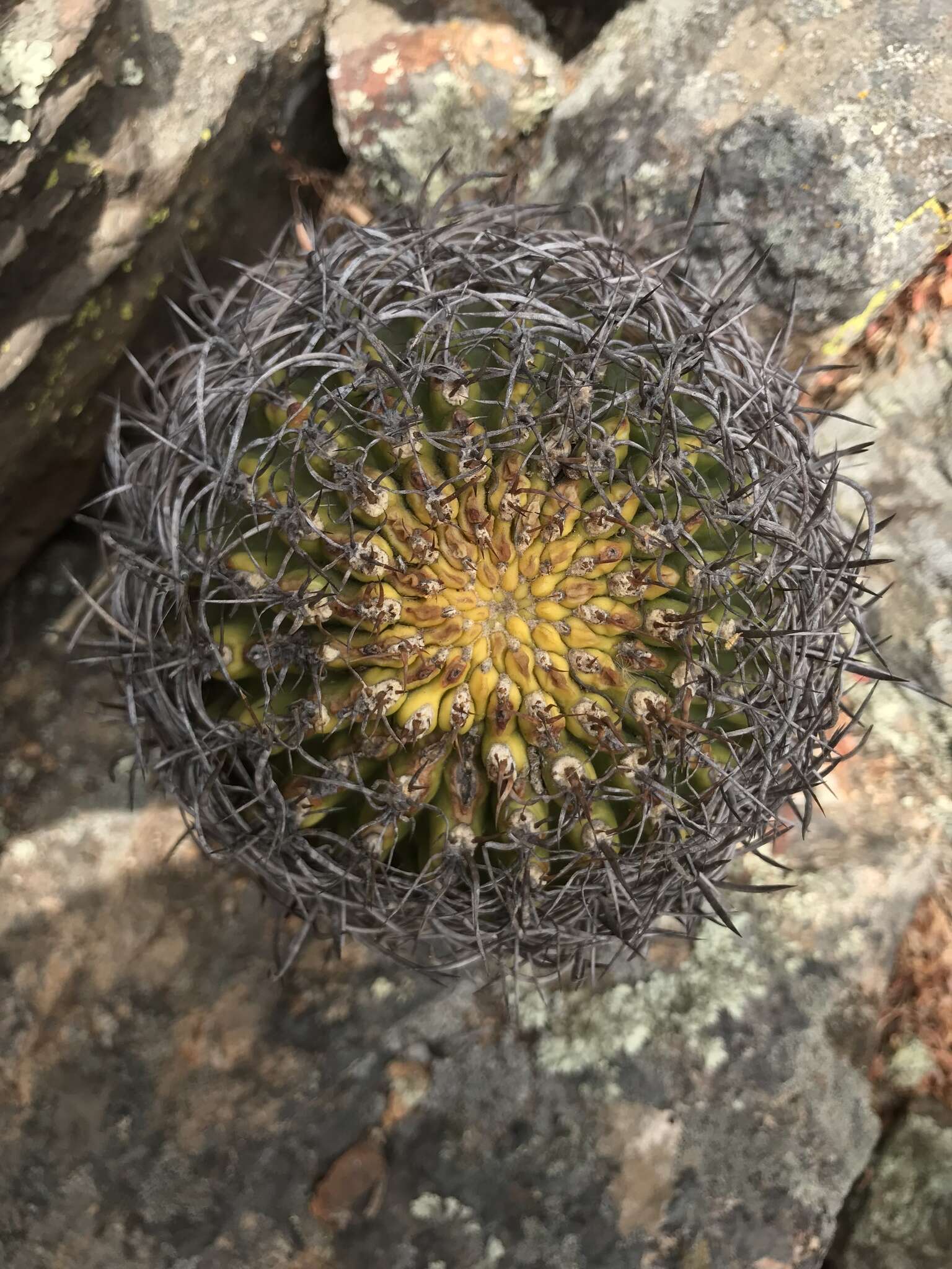 Image of Eriosyce curvispina subsp. marksiana (F. Ritter) Ferryman