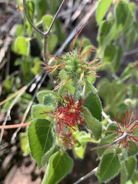 Imagem de Acalypha brachiata Krauss