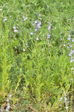 Imagem de Lobelia berlandieri A. DC.