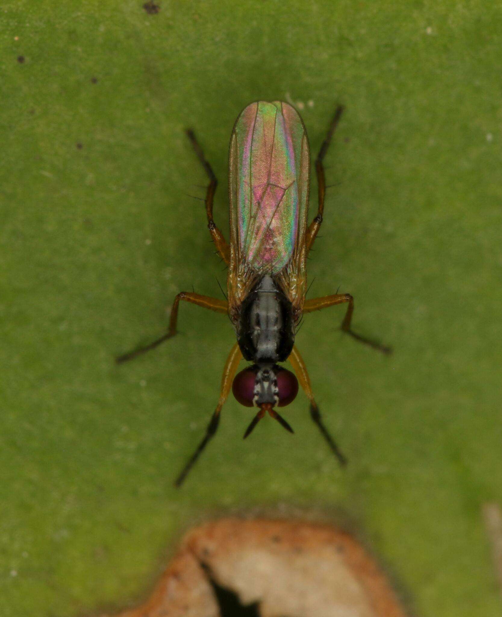 صورة Anaphalantus longicornis (Macquart 1843)