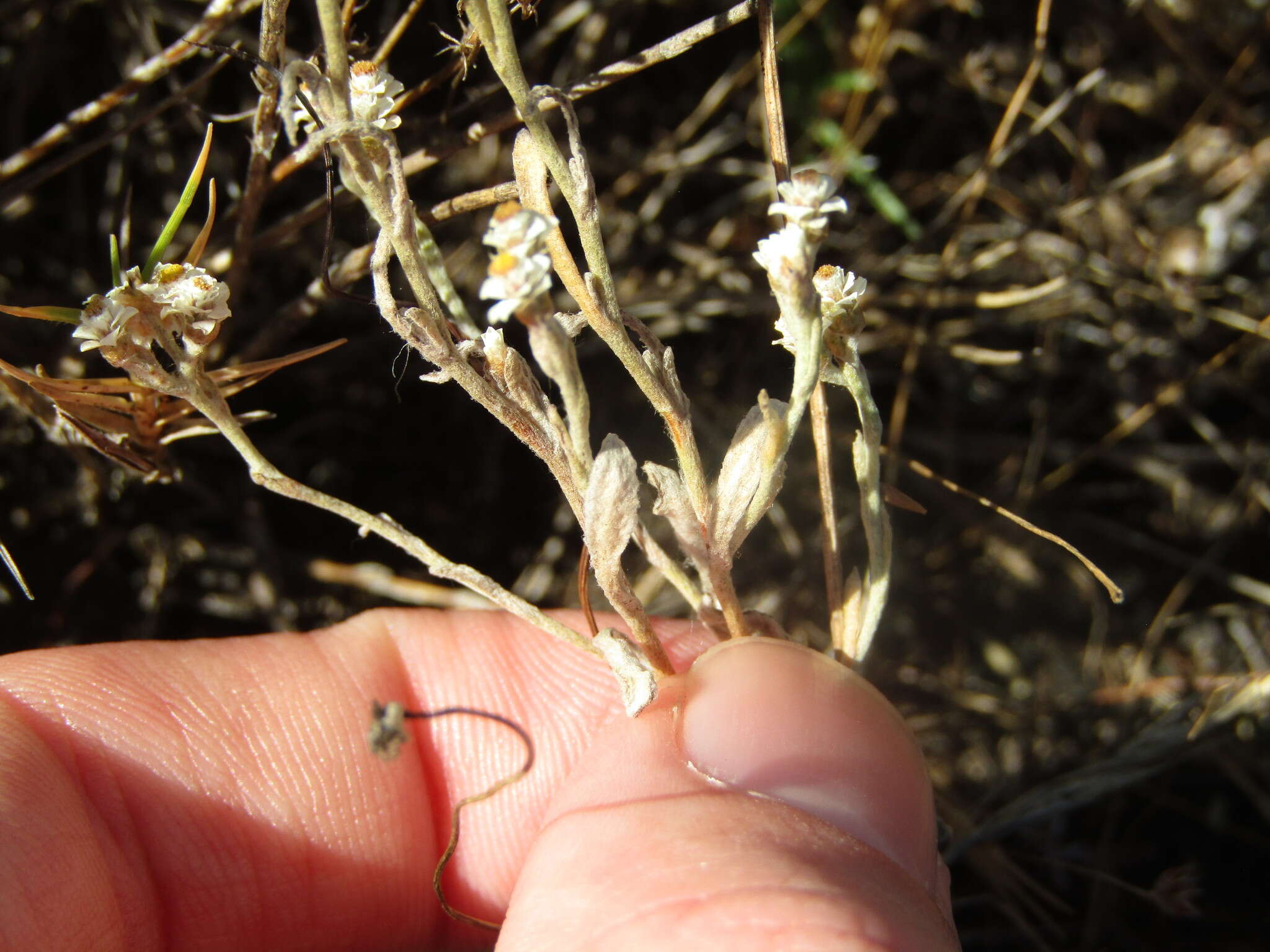 Sivun Helichrysum indicum (L.) Grierson kuva