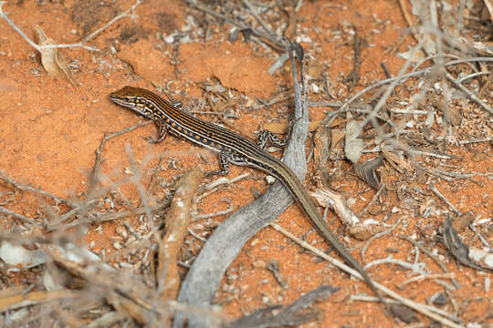 Image of Barred Wedge-snout Ctenotus