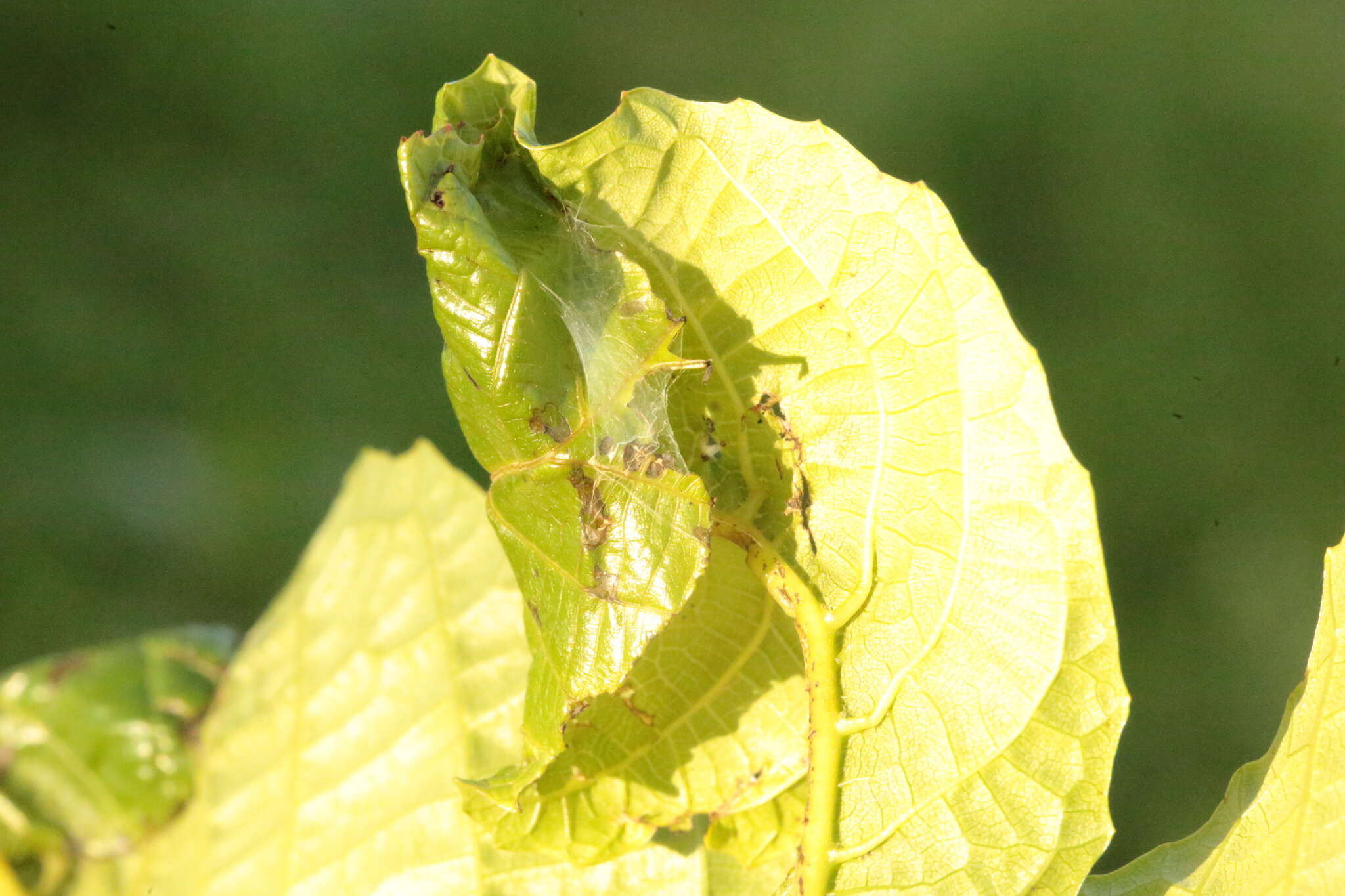 Image of walnut leaf miner