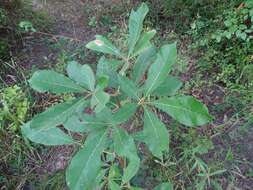 Image of black plum