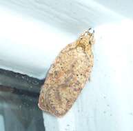 Image of Thelma's Agonopterix