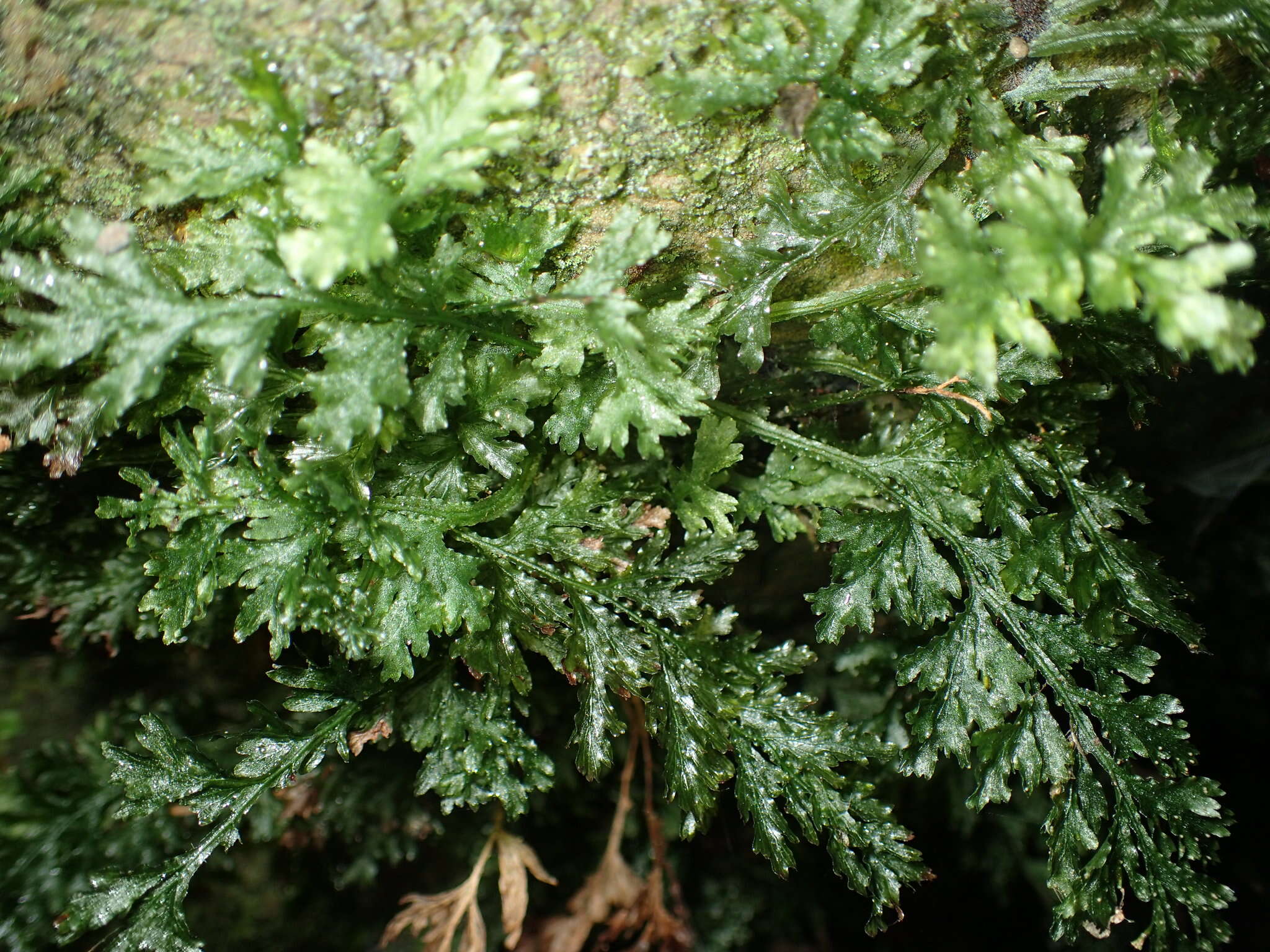 Image of Appalachian Fern