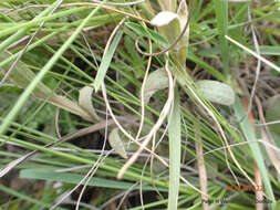 Image of Helichrysum albobrunneum S. Moore