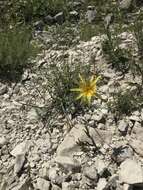 Image of Tragopogon graminifolius DC.