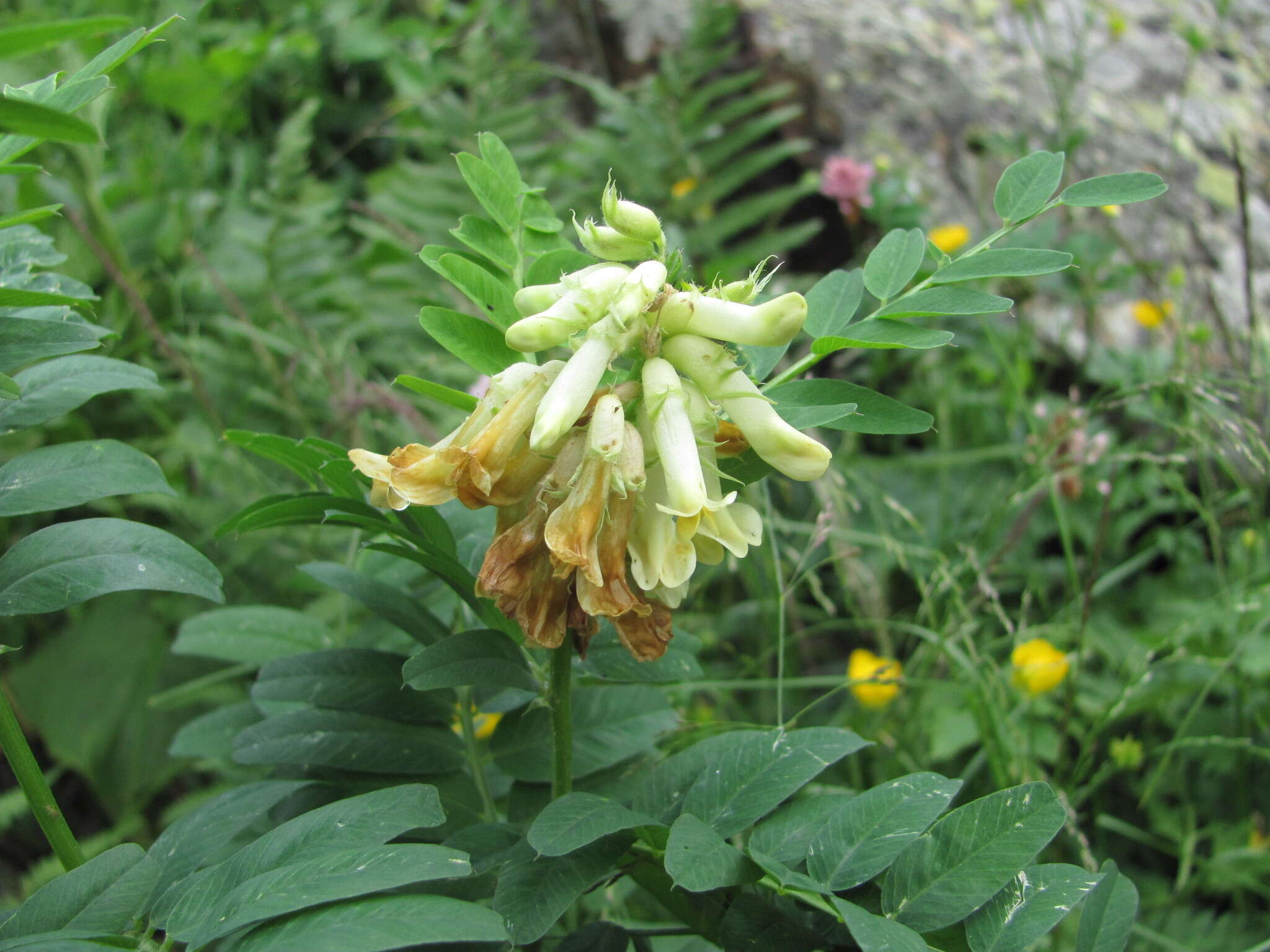 Image of Vicia balansae Boiss.