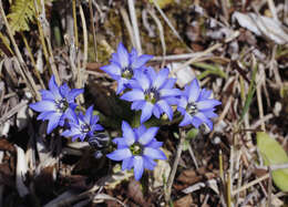 Image of Gentiana thunbergii var. thunbergii