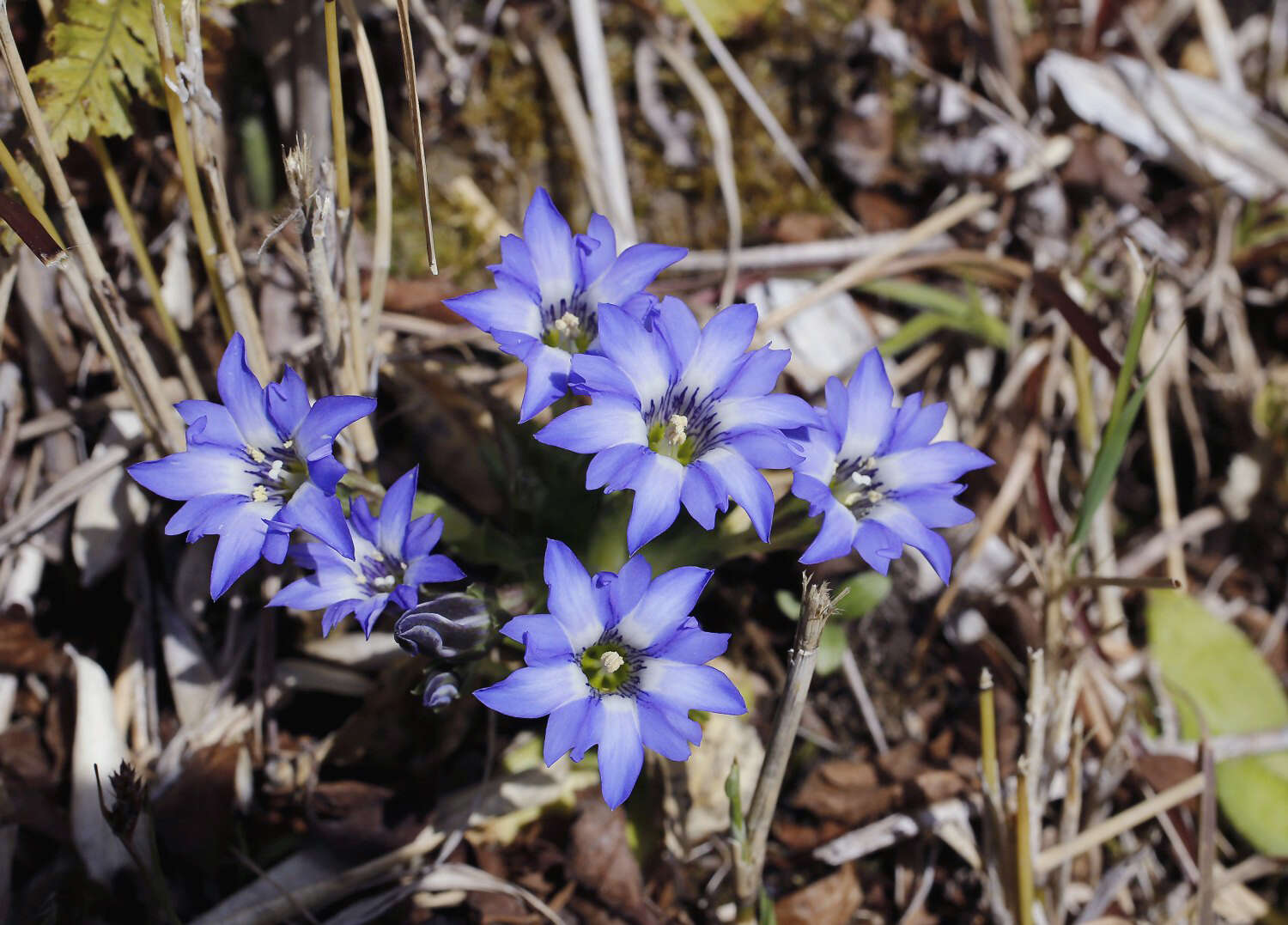 صورة Gentiana thunbergii var. thunbergii