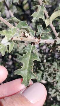 Image of Pungent Oak