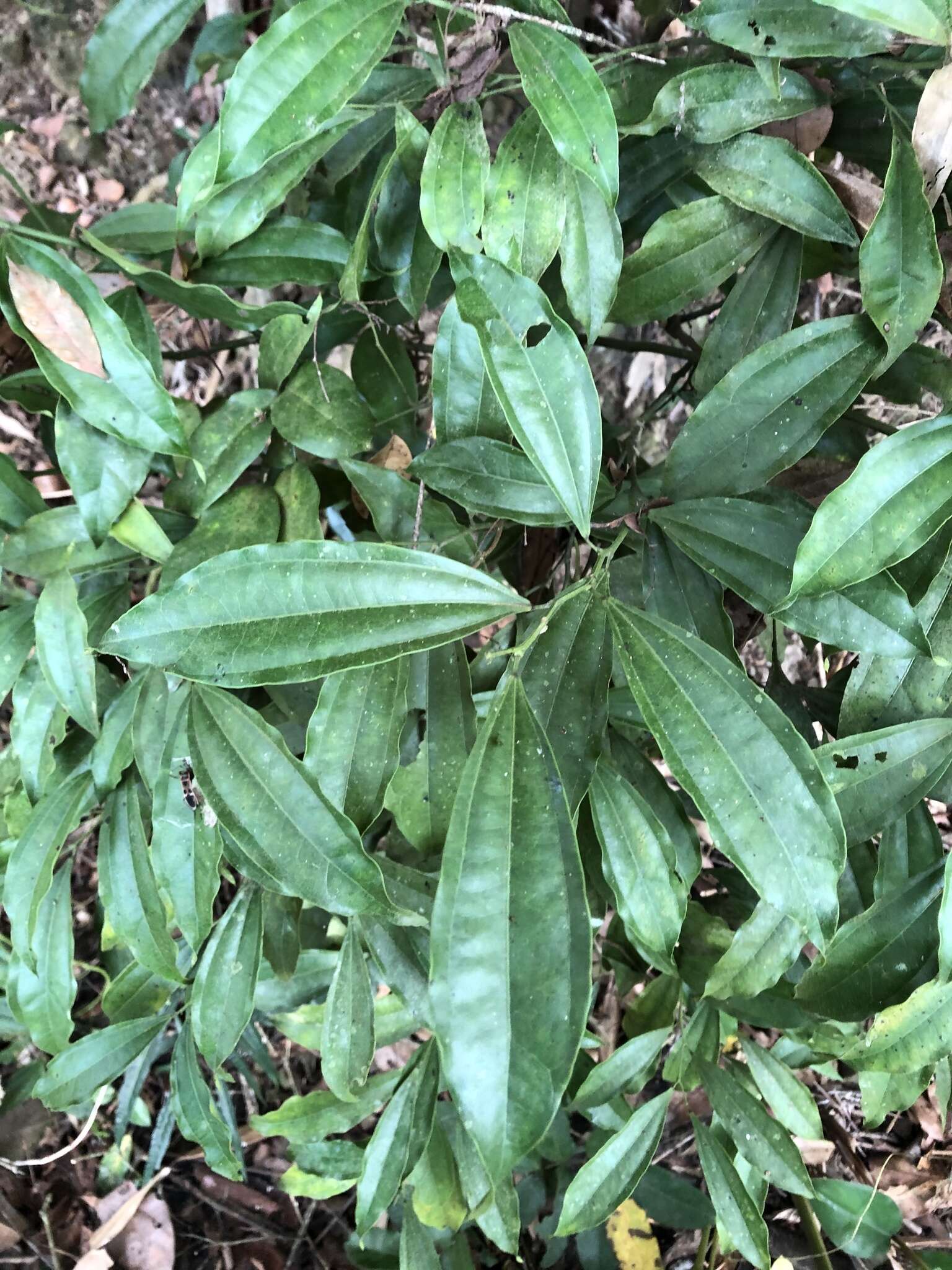 Image of laurel-leaf snailseed