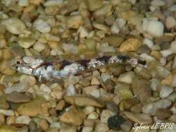 Image of Bath's goby