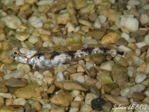 Image of Bath's goby