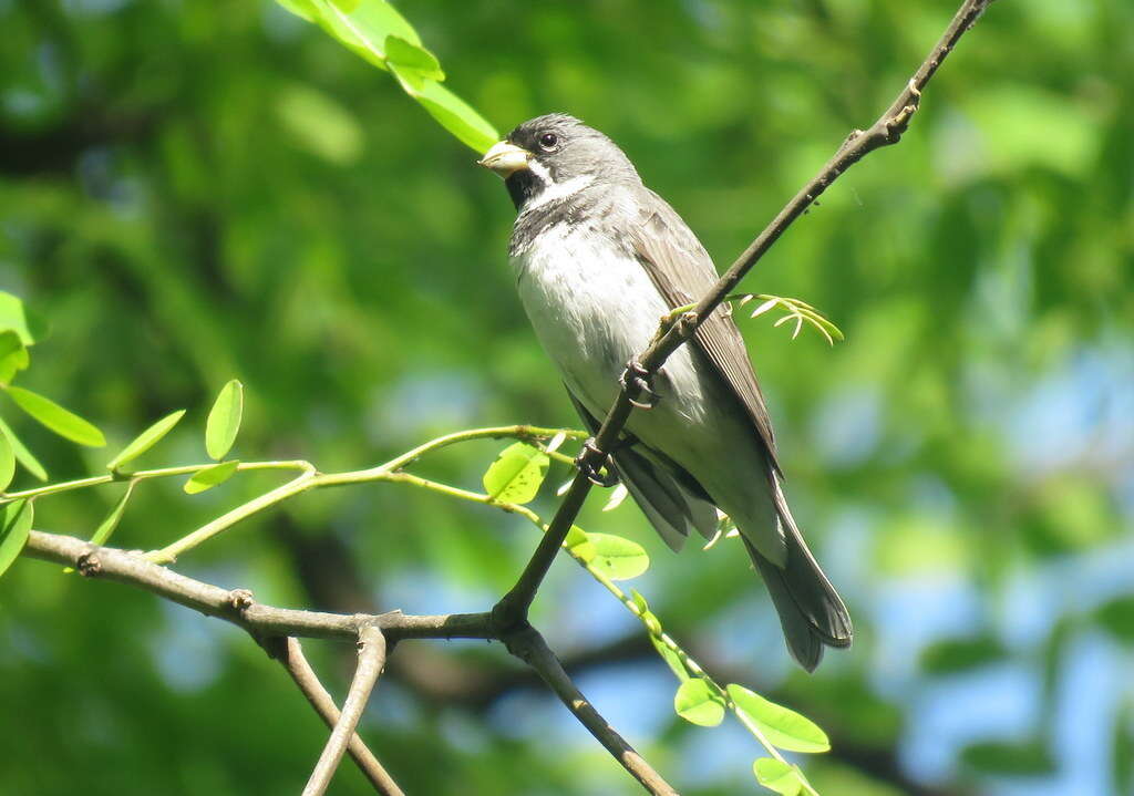 صورة Sporophila caerulescens (Vieillot 1823)