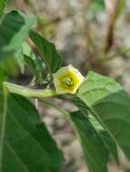 Image of Pygmy Ground-Cherry