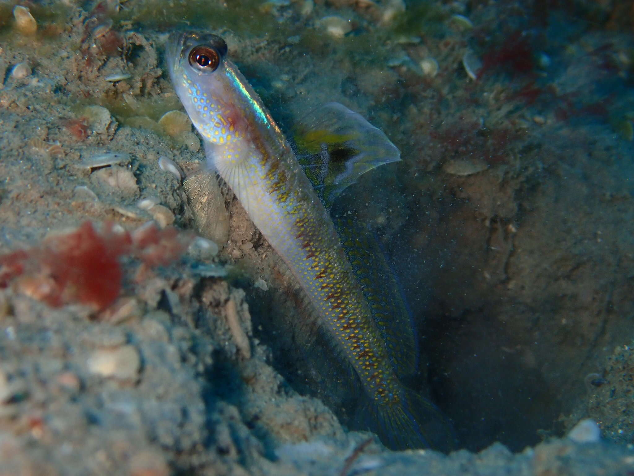 Image of Dorsalspot shrimpgoby