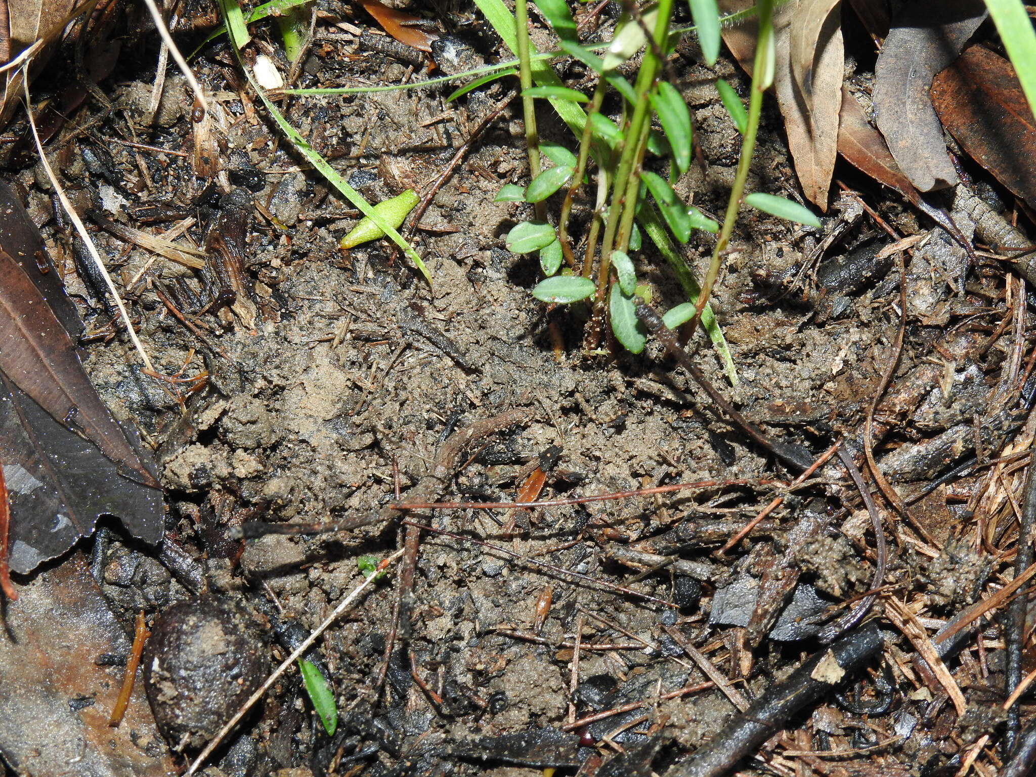 Image of Phyllanthus virgatus G. Forst.