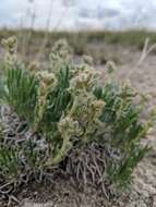 Image of mountain cryptantha