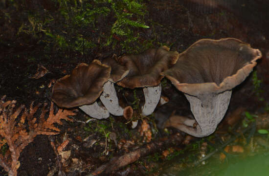 Image of Craterellus caeruleofuscus A. H. Sm. 1968