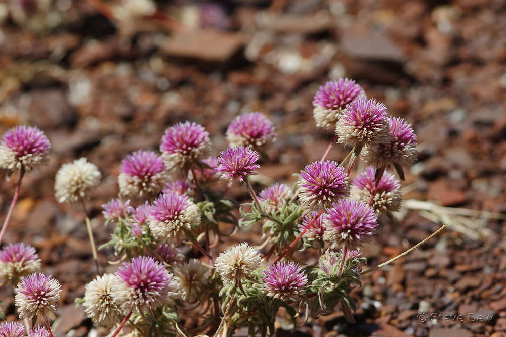 Image of Gomphrena canescens subsp. canescens