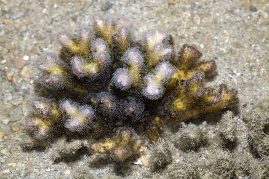 Image of Cauliflower Coral