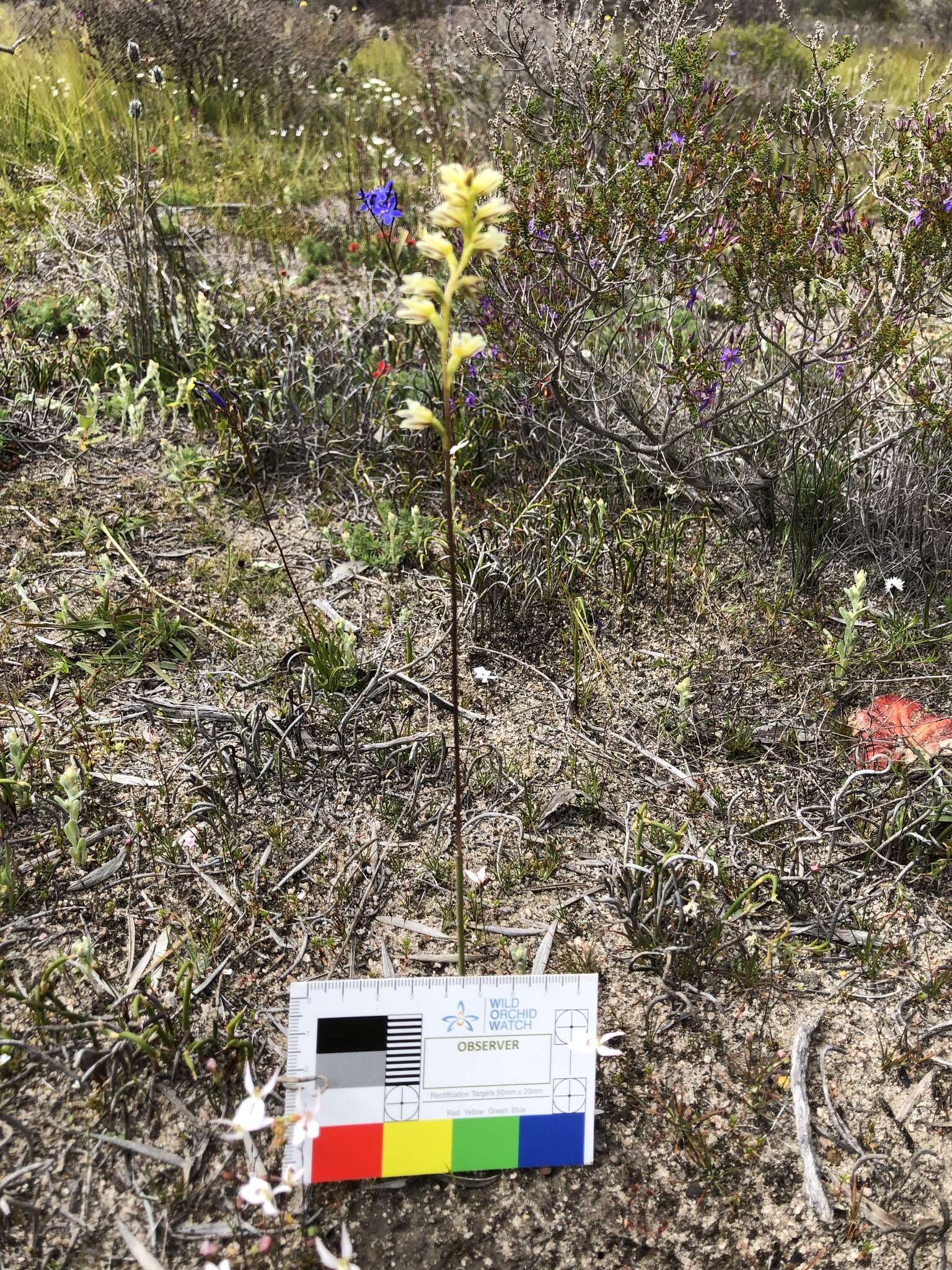 Image of Pouched leek orchid