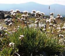 Plancia ëd Gypsophila uralensis Less.