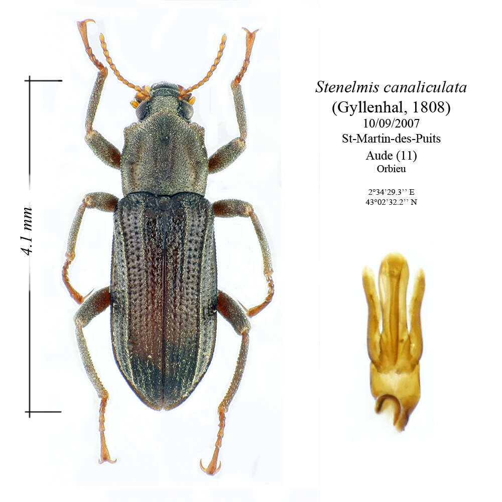 Слика од Stenelmis canaliculata (Gyllenhal 1808)