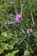 Image of Saussurea salicifolia (L.) DC.